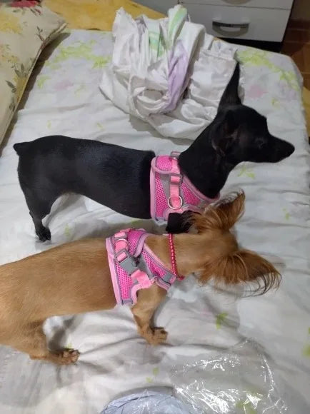 Pet dog Harness Leash Set for Small Dogs Adjustable Puppy Harness Vest French Bulldog Chihuahua dog harness and leash set puppy