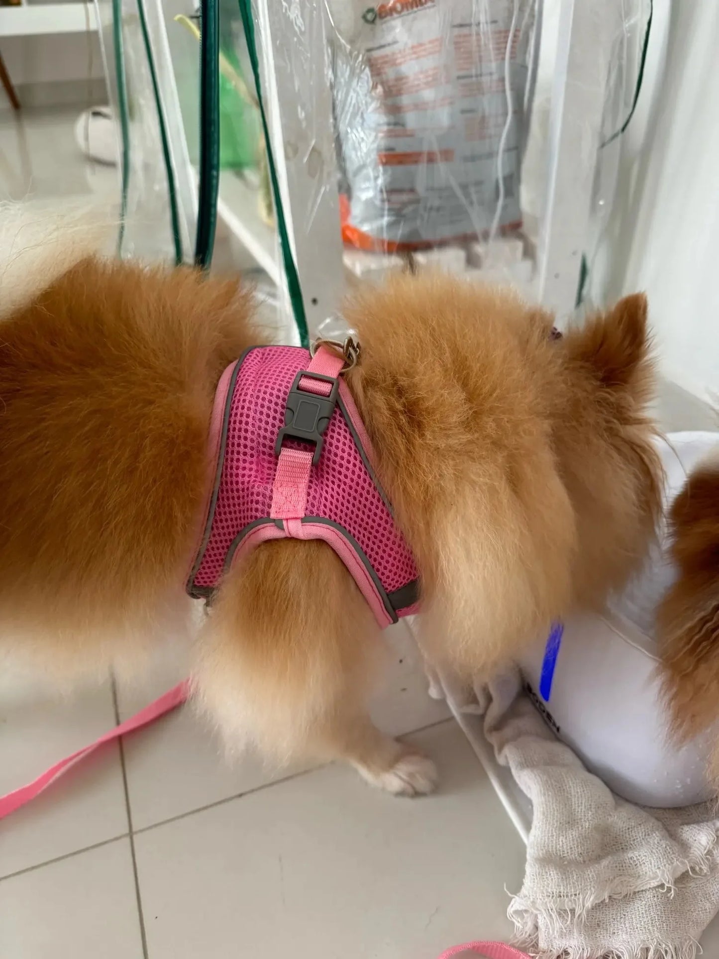Pet dog Harness Leash Set for Small Dogs Adjustable Puppy Harness Vest French Bulldog Chihuahua dog harness and leash set puppy