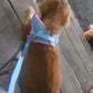 Pet dog Harness Leash Set for Small Dogs Adjustable Puppy Harness Vest French Bulldog Chihuahua dog harness and leash set  puppy