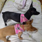 Pet dog Harness Leash Set for Small Dogs Adjustable Puppy Harness Vest French Bulldog Chihuahua dog harness and leash set  puppy