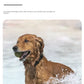 Pet Bluetooth GPS Tracker Dog Mini Tracking Movement Alert Collars Anti Lost Tracker for Cats and Puppies Remote Global Locator