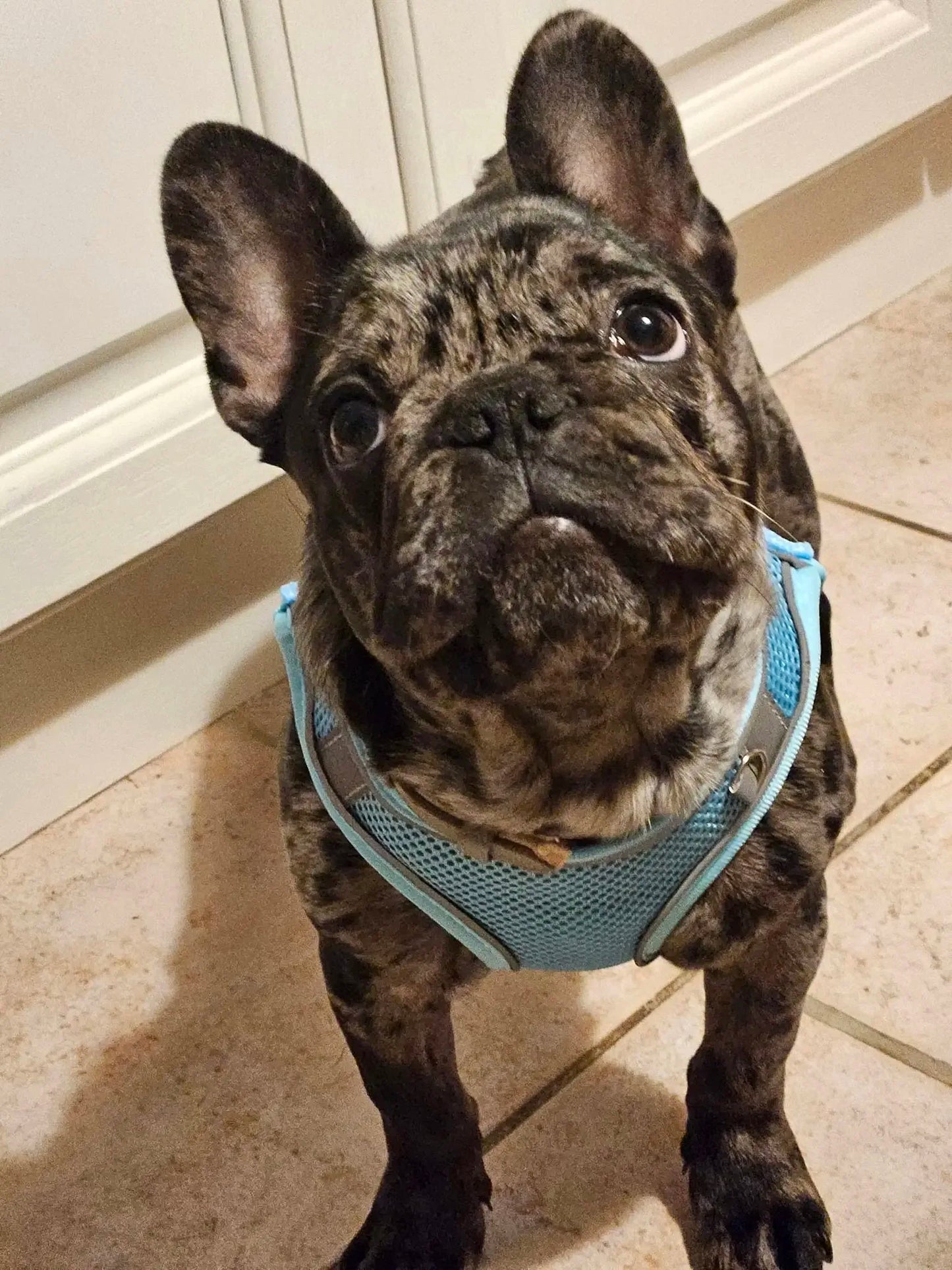 Pet dog Harness Leash Set for Small Dogs Adjustable Puppy Harness Vest French Bulldog Chihuahua dog harness and leash set  puppy