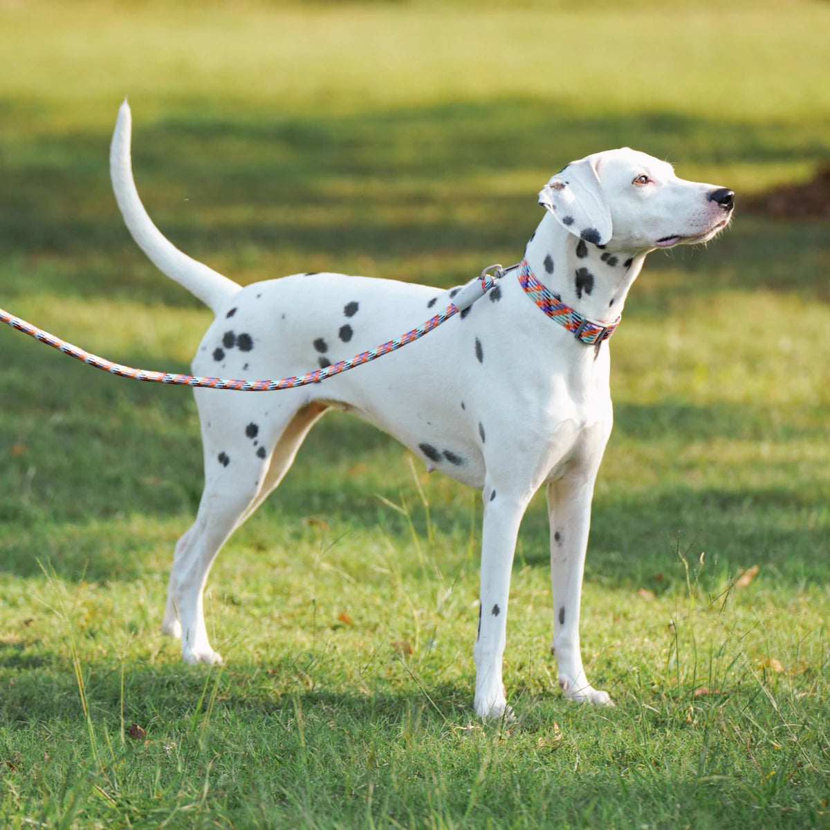 Leashes And Collar Set For Small Medium Large Dogs Pet French Bulldog Chihuahua Pug Outdoor Walking Lead Collar Leash Supplies